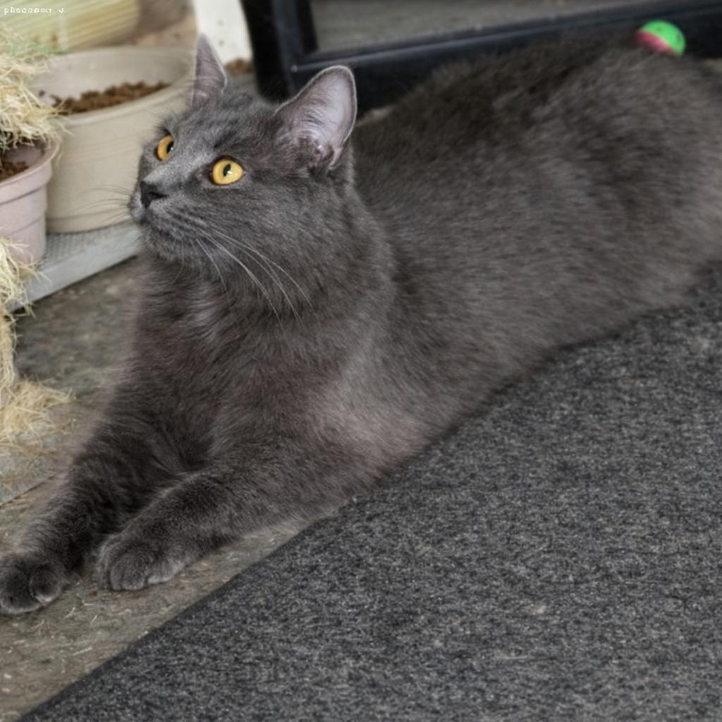 Pepper, a ADOPTABLE Domestic Medium Hair in Woodbridge, VA image 2/2
