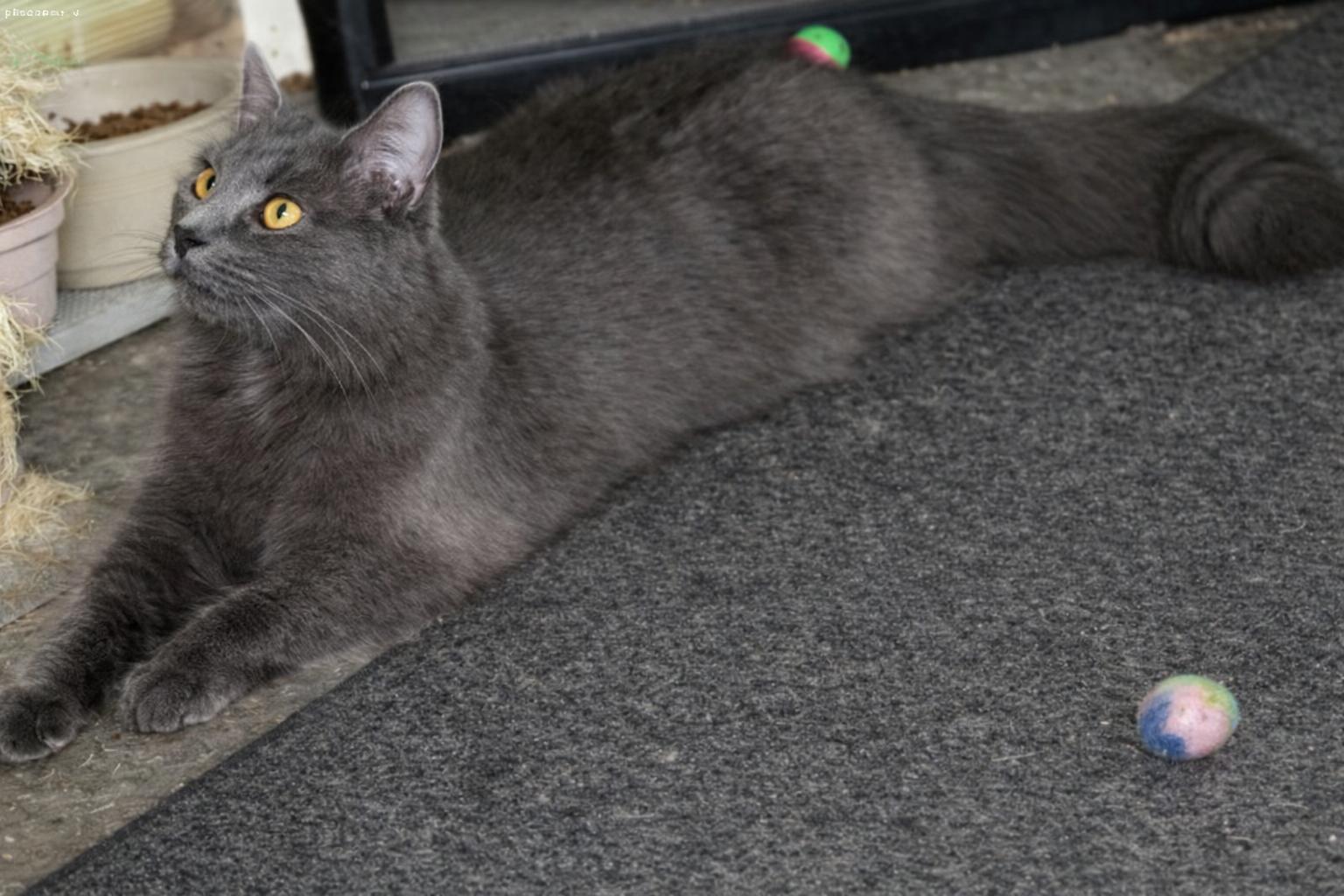 Pepper, a ADOPTABLE Domestic Medium Hair in Woodbridge, VA image 2/2