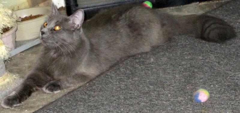 Enlarge Pepper, a ADOPTABLE Domestic Medium Hair in Woodbridge, VA image 2/2