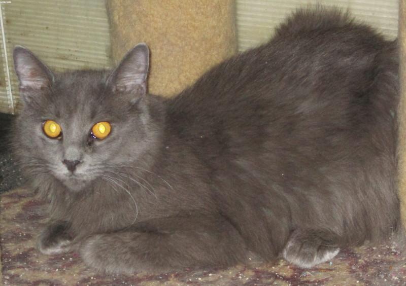 Pepper, ADOPTABLE, Adult Male Domestic Medium Hair.