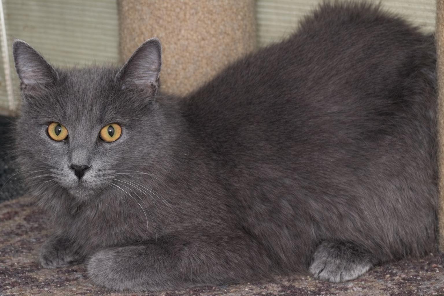 Pepper, ADOPTABLE, Adult Male Domestic Medium Hair.