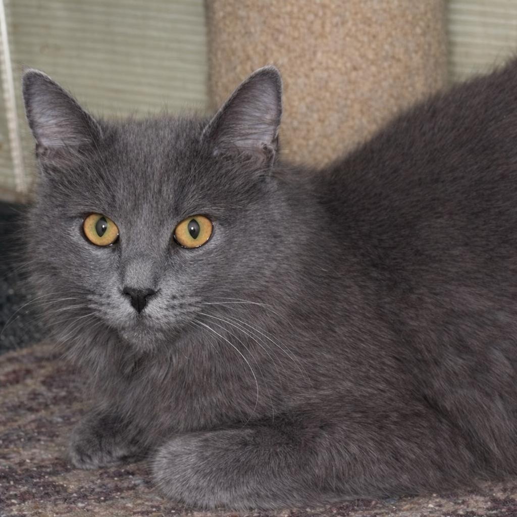 Pepper, a ADOPTABLE Domestic Medium Hair in Woodbridge, VA image 1/2