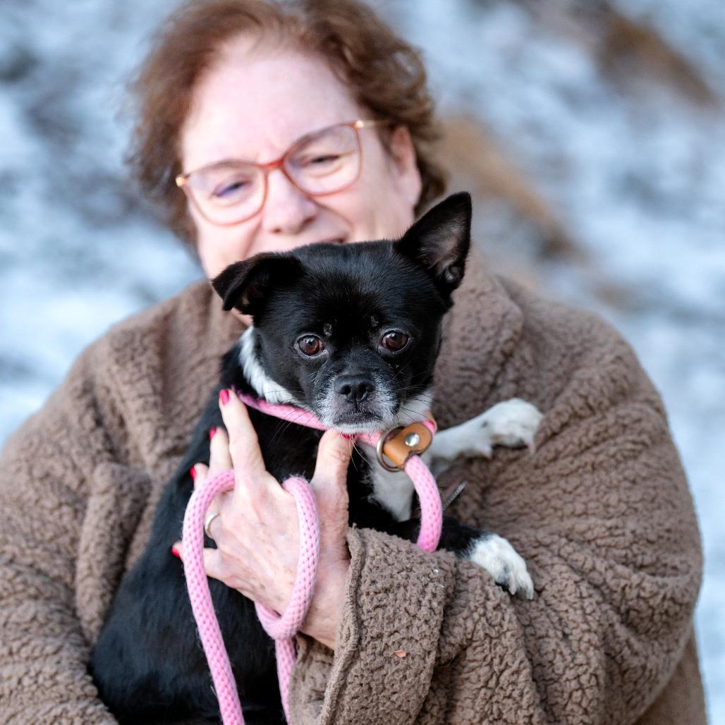 Enlarge Oreo, an adoptable mixed breed in Chester Springs, PA image 2/5