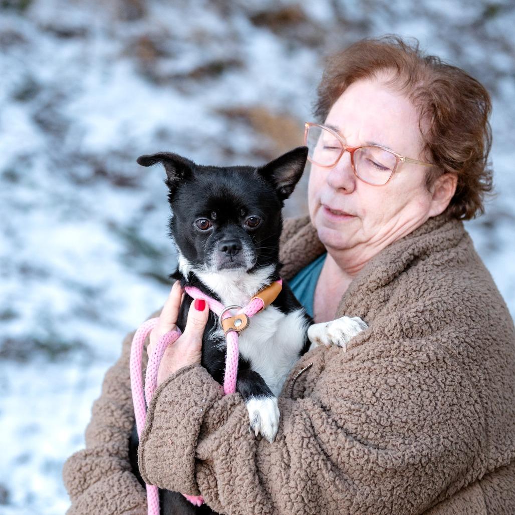 Oreo, adoptable, Adult Male Chihuahua.