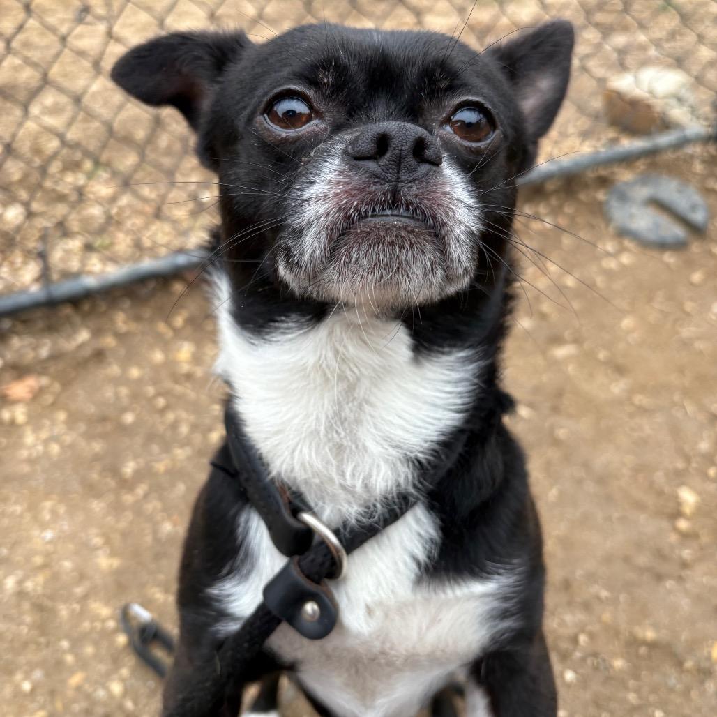 Enlarge Oreo, an adoptable mixed breed in Chester Springs, PA image 5/5