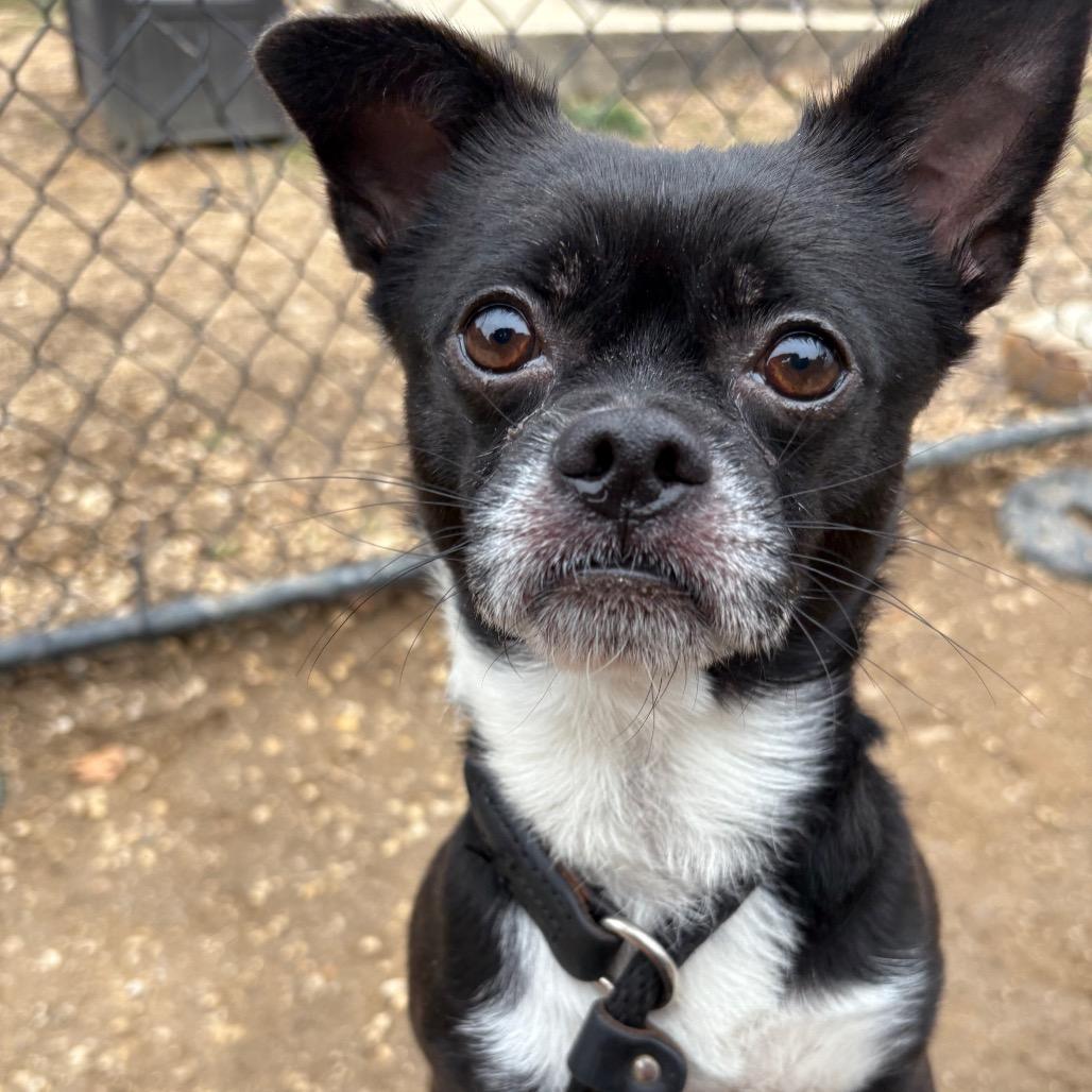 Enlarge Oreo, an adoptable mixed breed in Chester Springs, PA image 4/5