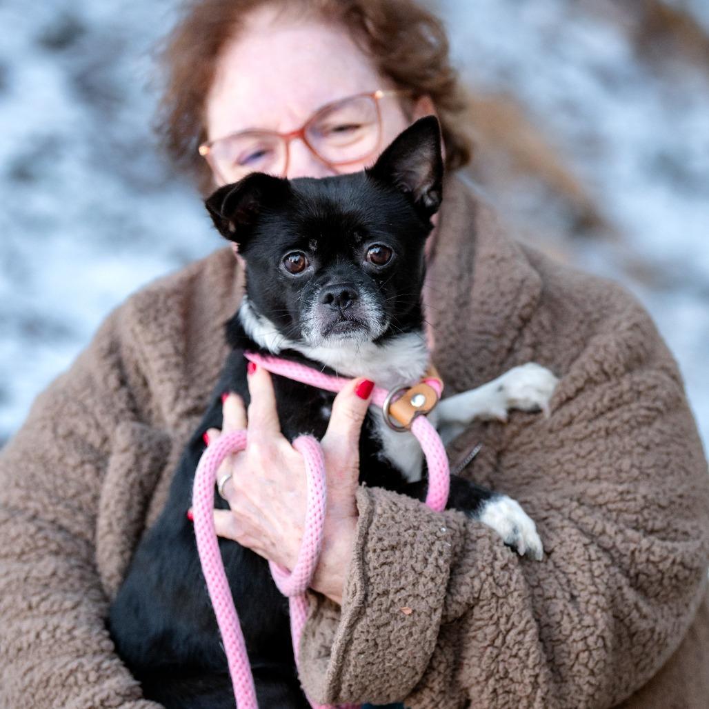 Enlarge Oreo, an adoptable mixed breed in Chester Springs, PA image 3/5