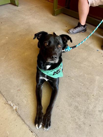 Strudel*, Adoptable, Adult Male Labrador Retriever & Mixed Breed.