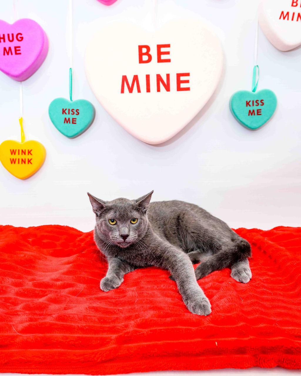 Home Fry, Adoptable, Kitten Male Russian Blue & Domestic Short Hair.