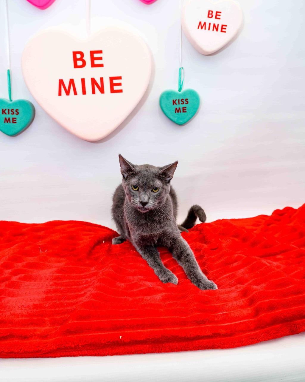 Enlarge Home Fry, a Adoptable mixed breed in Jefferson, LA image 2/3