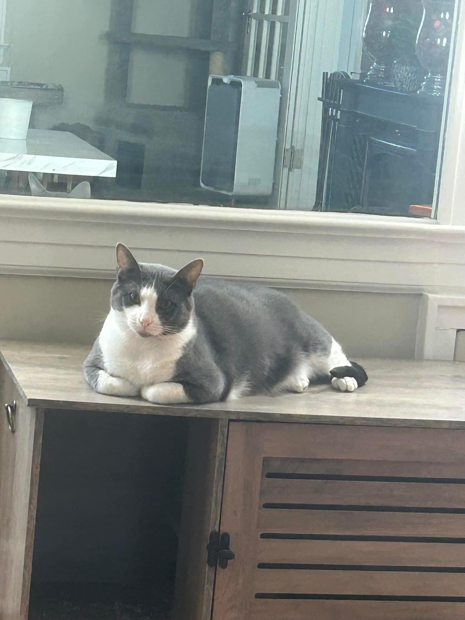 Enlarge Tommy, a Adoptable Domestic Short Hair in Newark, NJ image 2/6