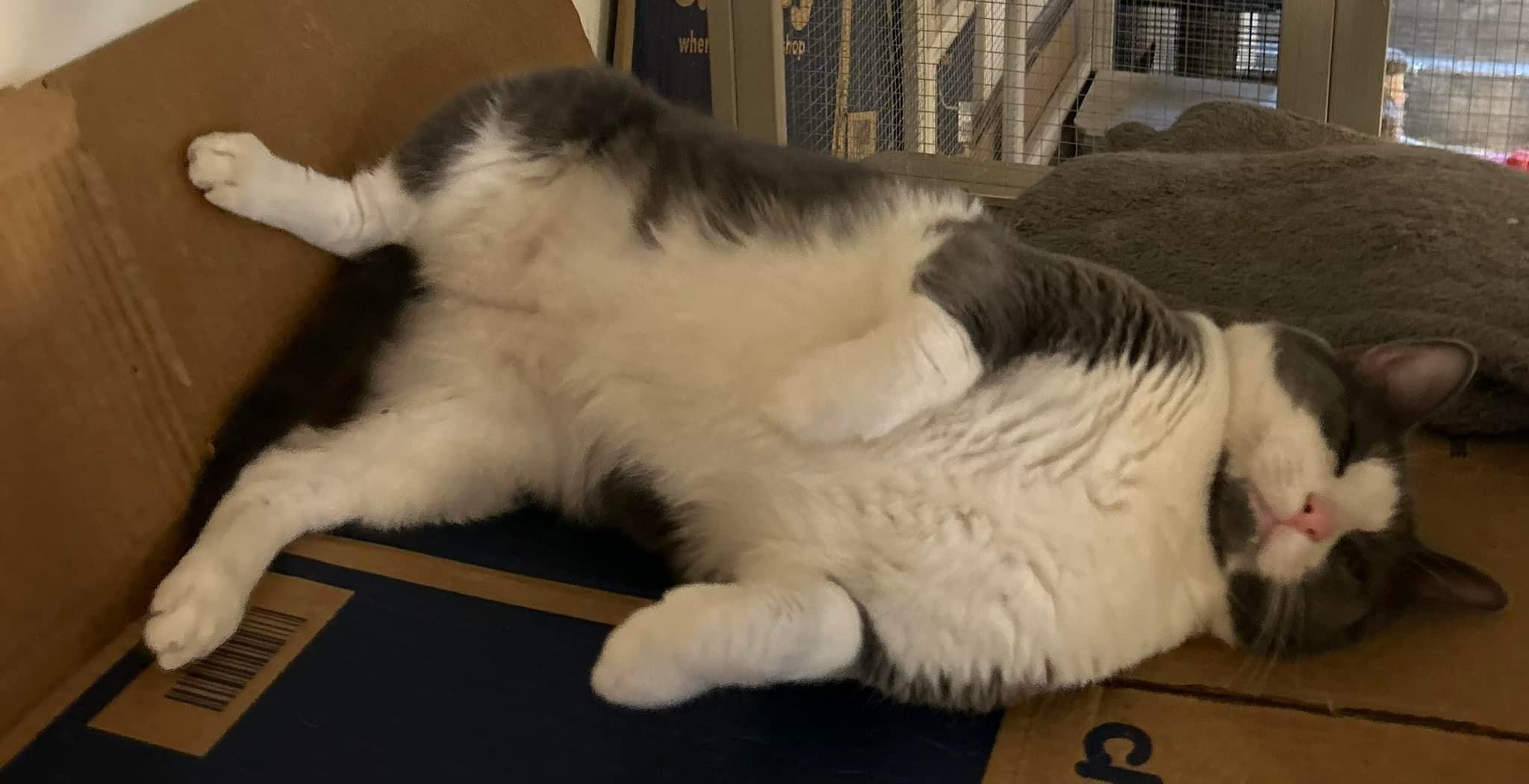 Enlarge Tommy, a Adoptable Domestic Short Hair in Newark, NJ image 6/6