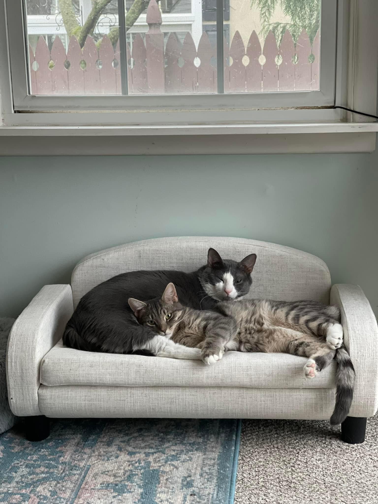 Enlarge Tommy, a Adoptable Domestic Short Hair in Newark, NJ image 5/6