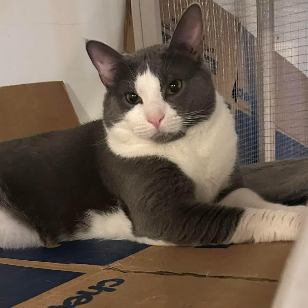 Tommy, Adoptable, Adult Male Domestic Short Hair.