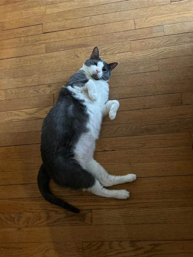 Enlarge Tommy, a Adoptable Domestic Short Hair in Newark, NJ image 3/6