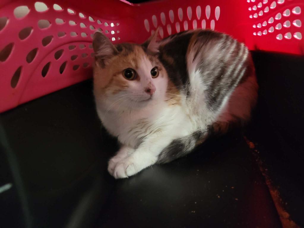 Enlarge Mother Gothel, a Adoptable mixed breed in Republic, MO image 1/1