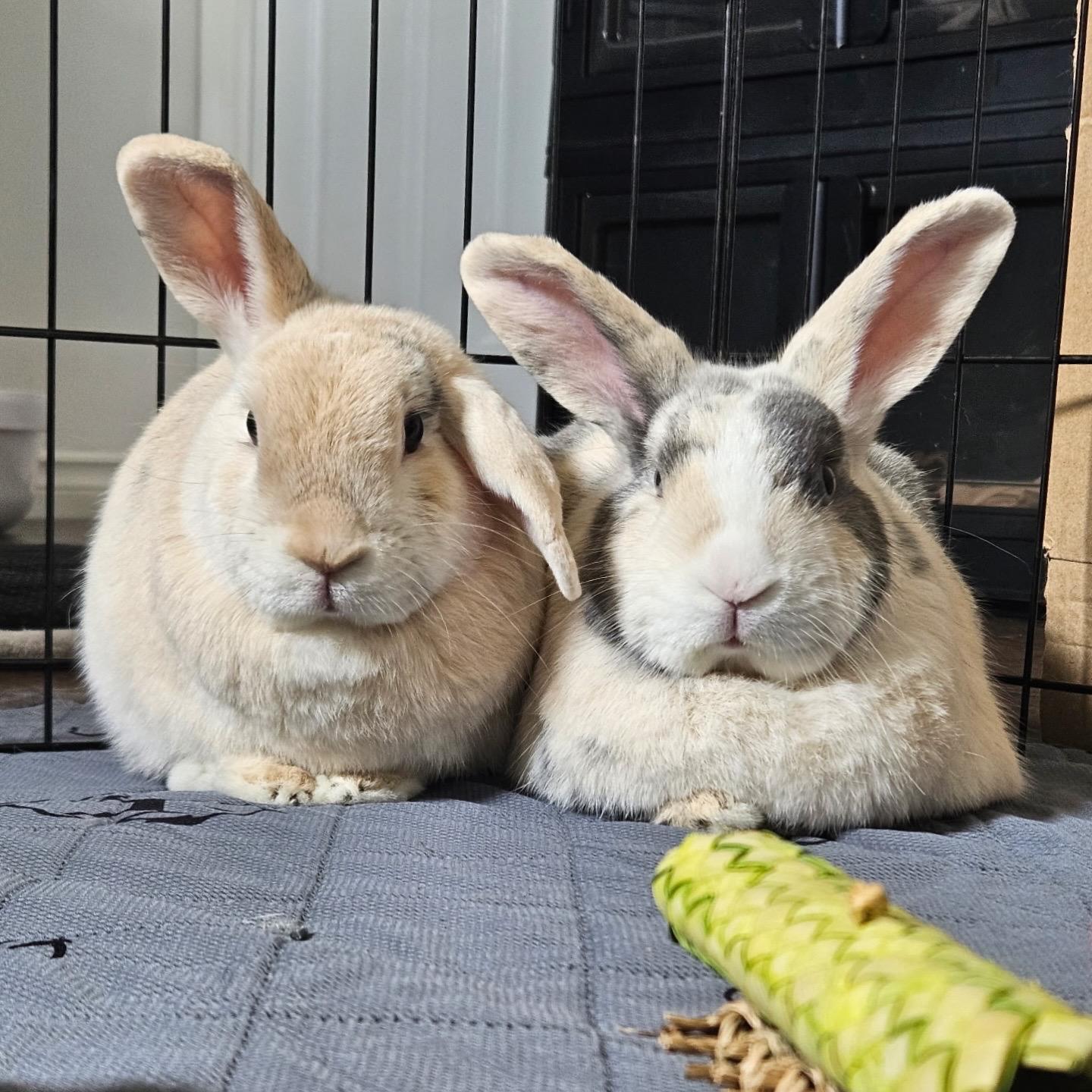 Enlarge Twix and Buttons, an adoptable mixed breed in Brantford, ON image 1/6