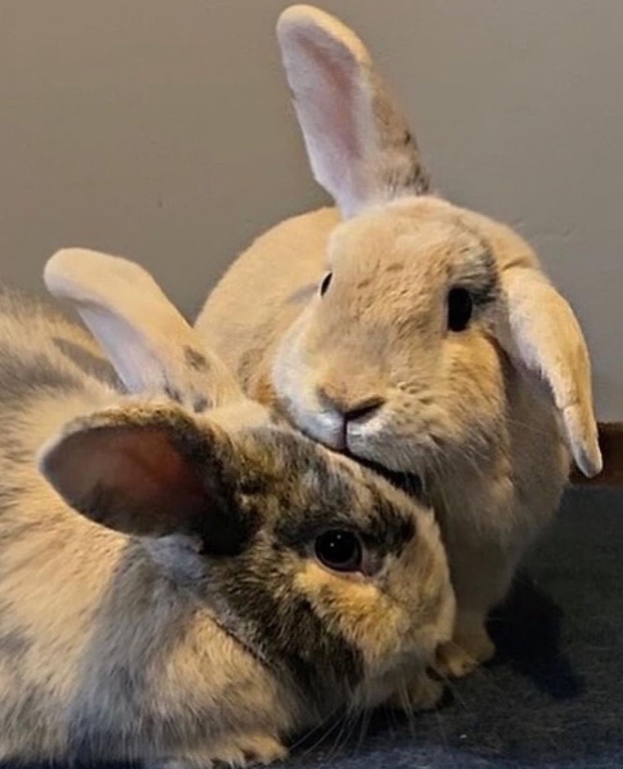 Enlarge Twix and Buttons, a Adopted mixed breed in Brantford, ON image 1/6
