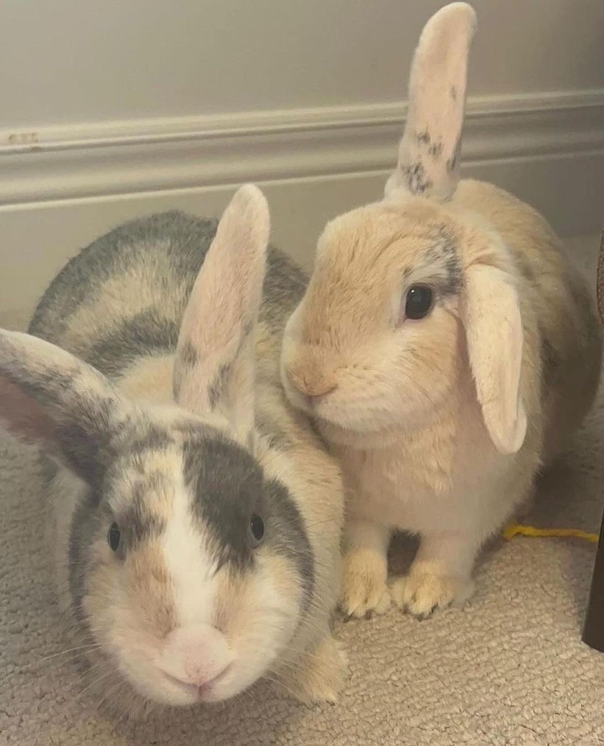 Enlarge Twix and Buttons, a Adopted mixed breed in Brantford, ON image 2/6