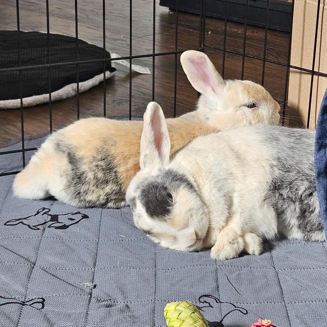 Enlarge Twix and Buttons, an adoptable mixed breed in Brantford, ON image 4/6