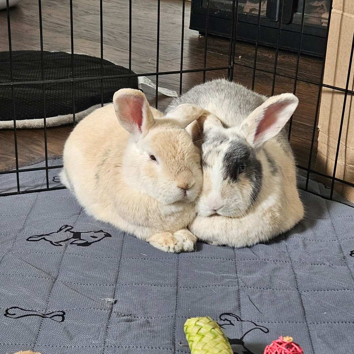 Enlarge Twix and Buttons, an adoptable mixed breed in Brantford, ON image 3/6