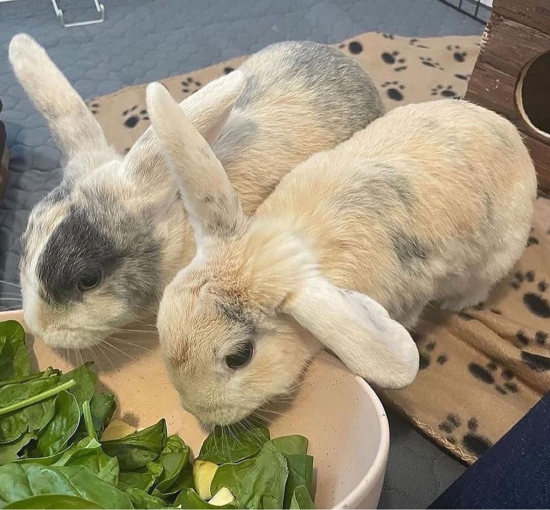 Enlarge Twix and Buttons, a Adopted mixed breed in Brantford, ON image 3/6