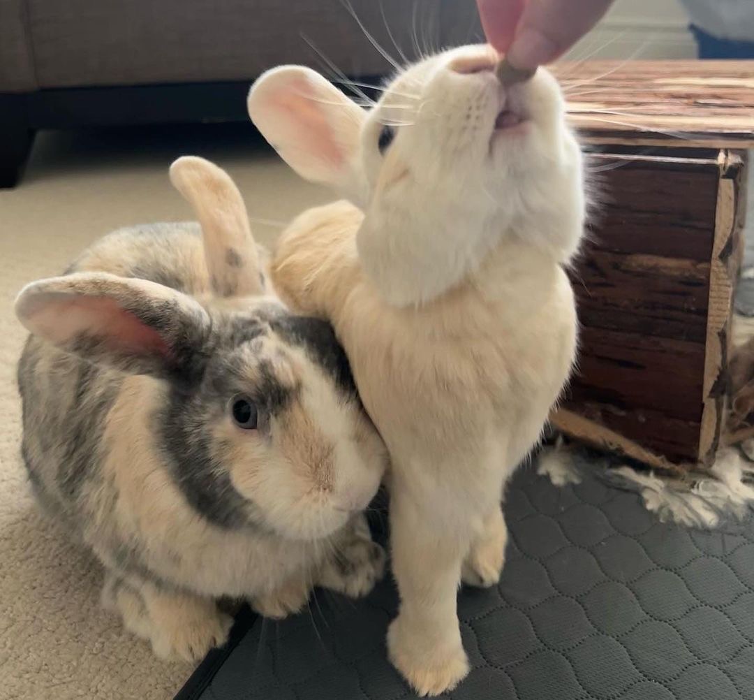 Enlarge Twix and Buttons, a Adopted mixed breed in Brantford, ON image 4/6