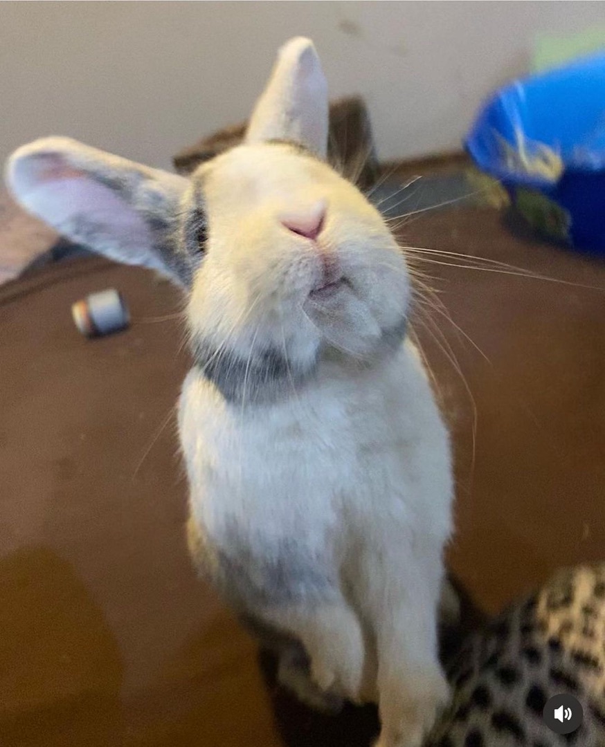 Enlarge Twix and Buttons, a Adopted mixed breed in Brantford, ON image 5/6