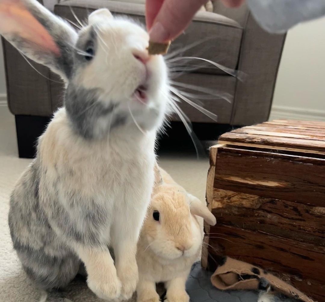 Enlarge Twix and Buttons, a Adopted mixed breed in Brantford, ON image 6/6