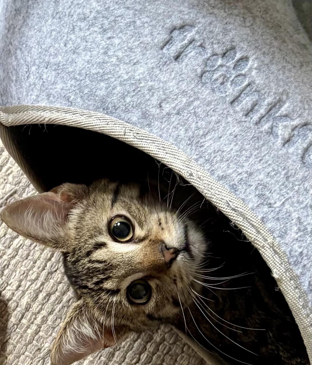 Enlarge Pecan, a Adoptable Domestic Short Hair in Irmo, SC image 1/2