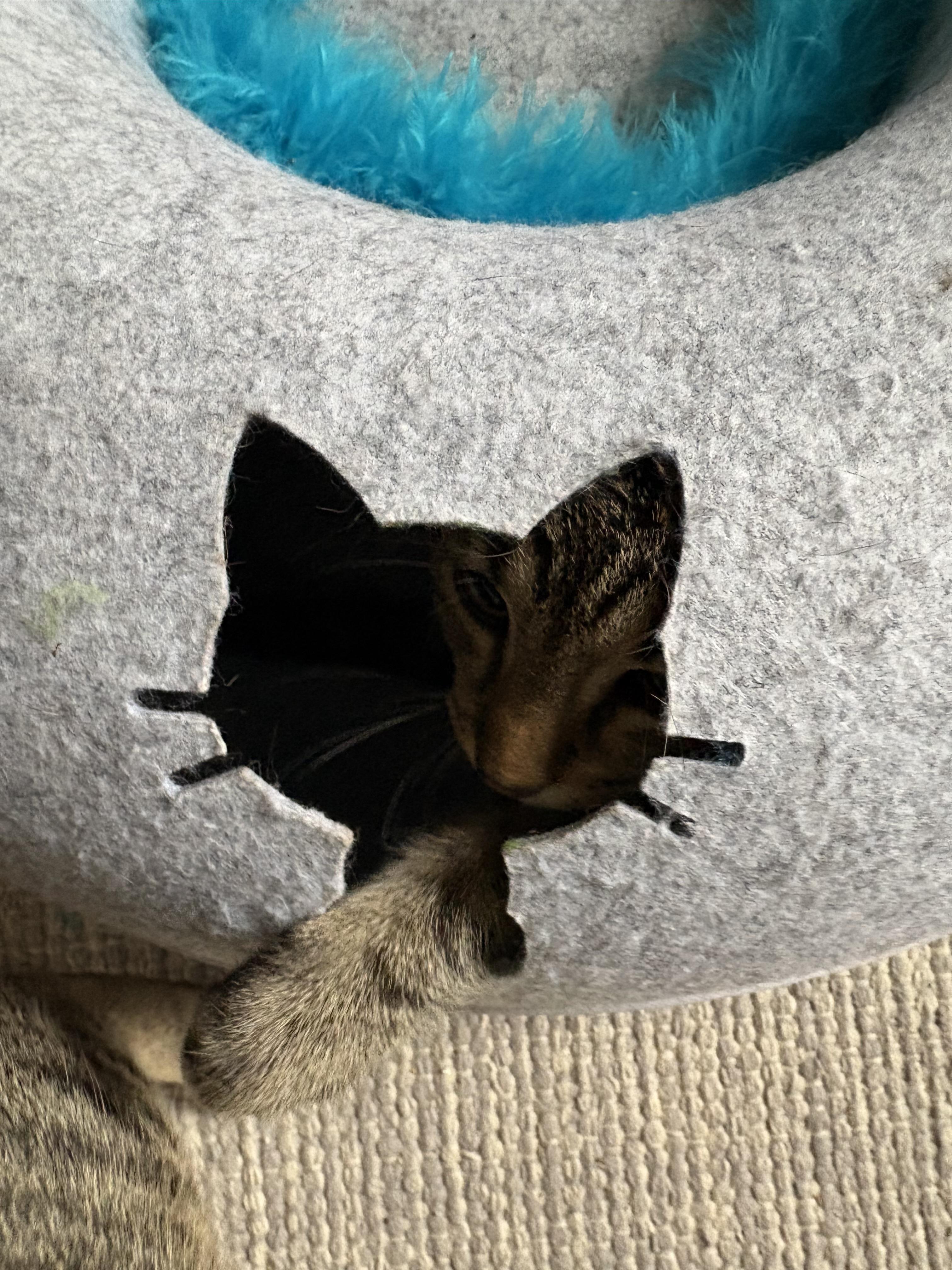 Enlarge Pecan, a Adoptable Domestic Short Hair in Irmo, SC image 2/2