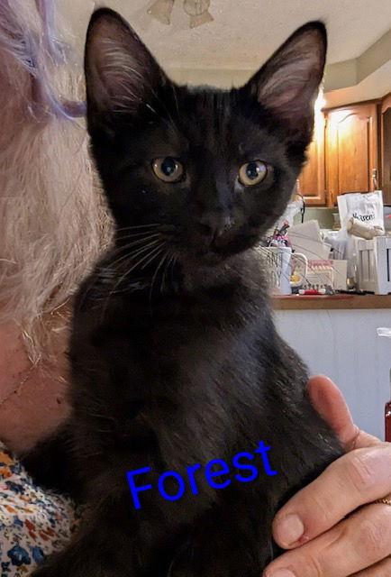 Forest, Adopted, Young Male Domestic Short Hair.