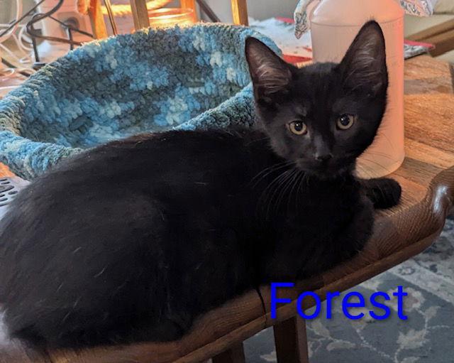 Forest, a Adopted Domestic Short Hair in Rochester, NY image 2/2