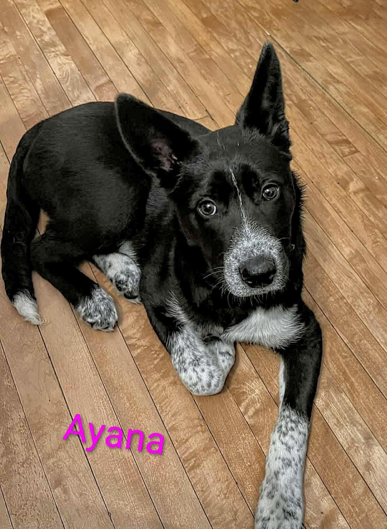 Ayana (20260120-04) — thumbnail 3