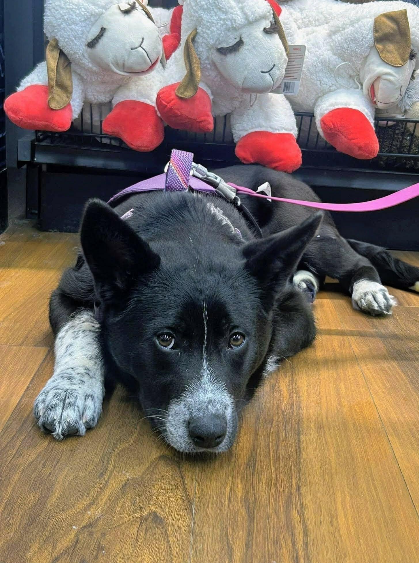 Ayana (20260120-04) — thumbnail 4