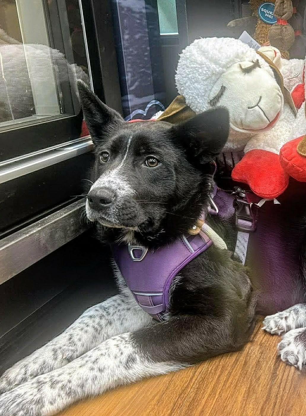 Ayana (20260120-04) — thumbnail 5