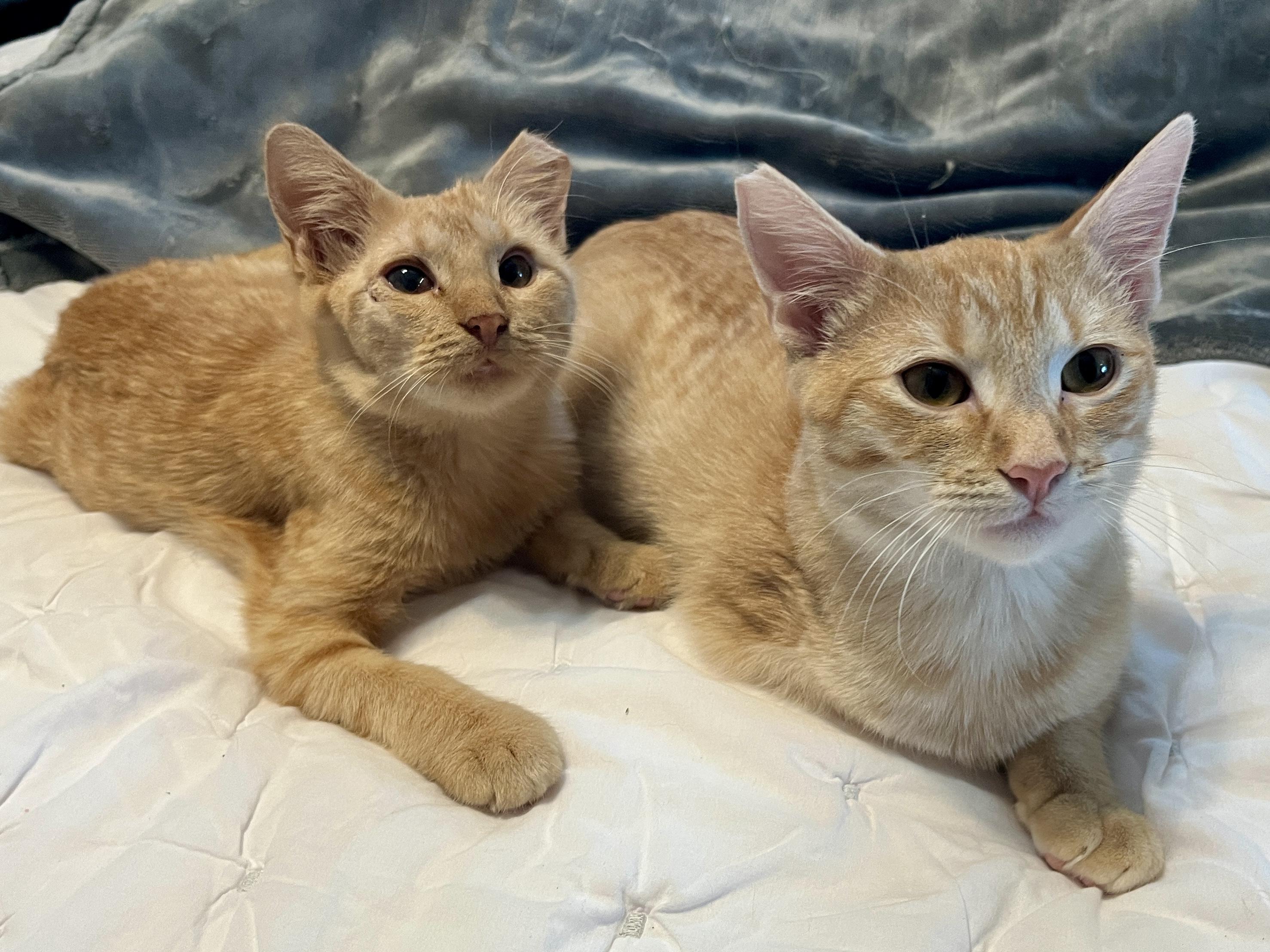 Enlarge Duncan, a Adoptable Domestic Short Hair in Lafayette, LA image 3/5