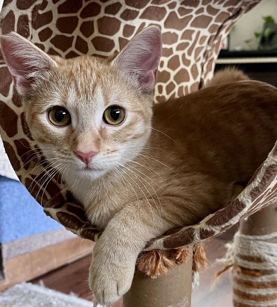 Duncan, Adoptable, Young Male Domestic Short Hair.