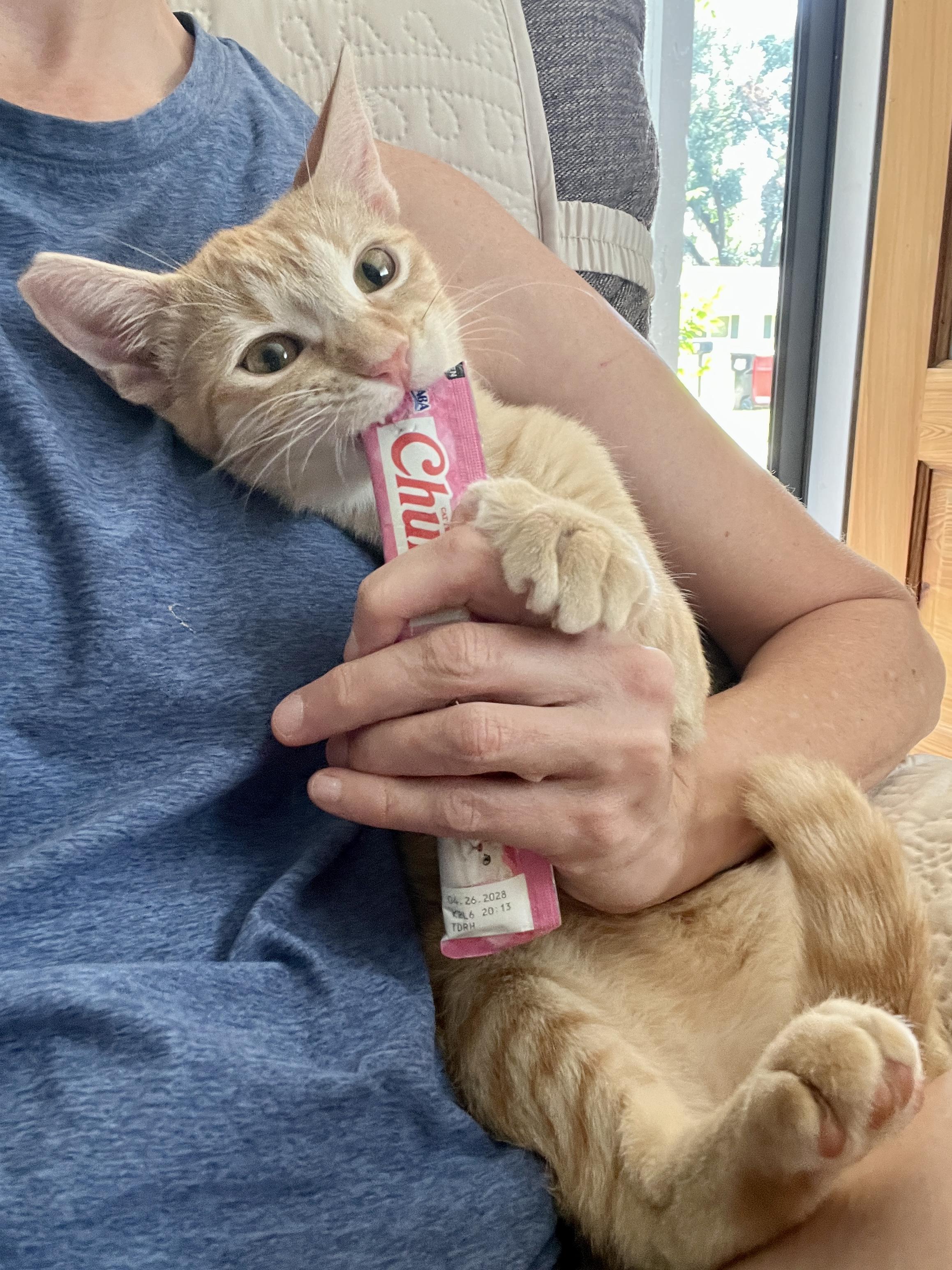 Enlarge Duncan, a Adoptable Domestic Short Hair in Lafayette, LA image 2/5