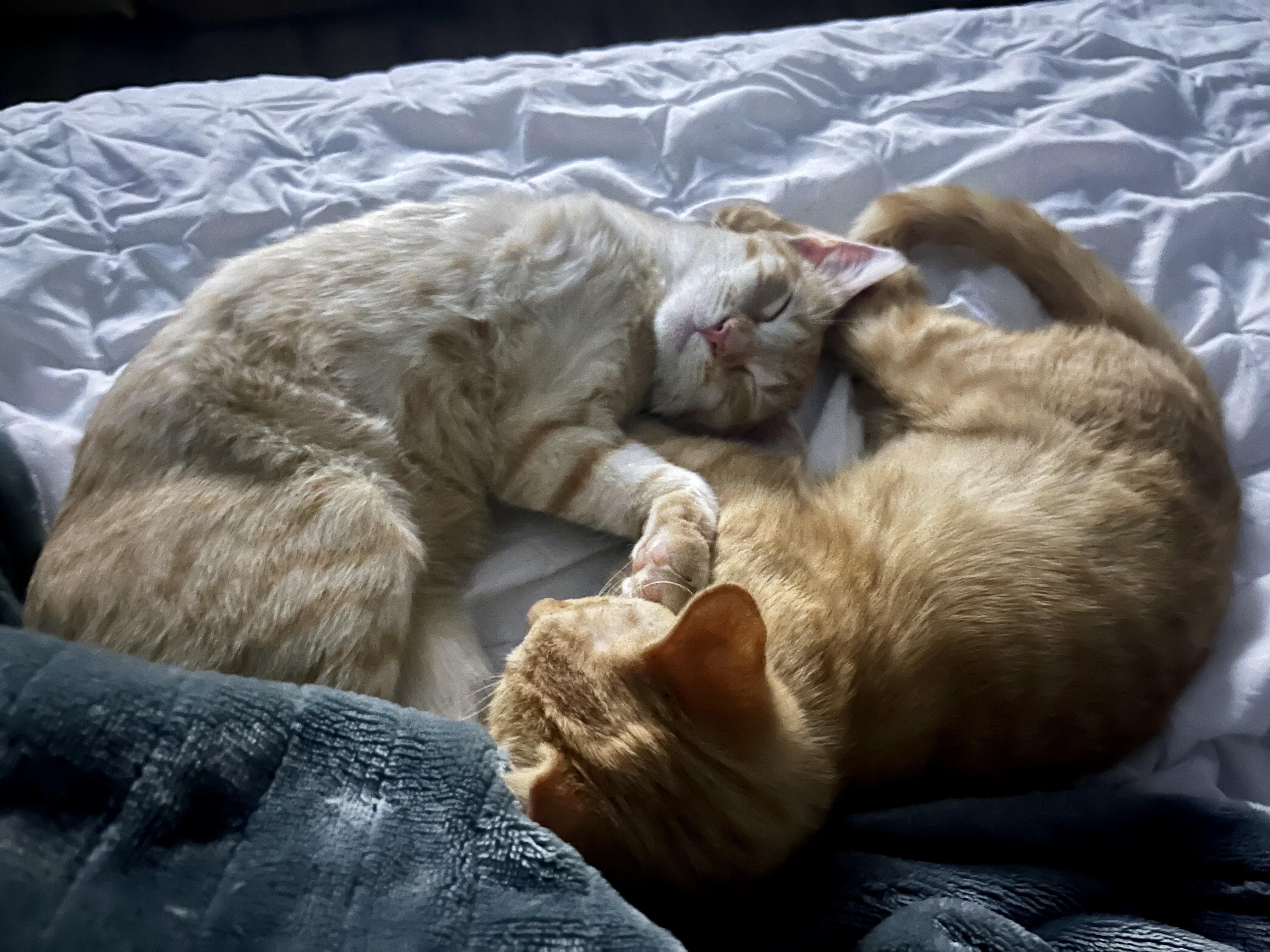Enlarge Duncan, a Adoptable Domestic Short Hair in Lafayette, LA image 4/5
