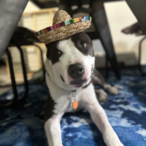 Arlo, Adoptable, Adult Male Pit Bull Terrier & Mixed Breed.