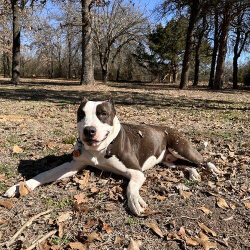 Arlo, a Adoptable mixed breed in Edmond, OK image 2/8