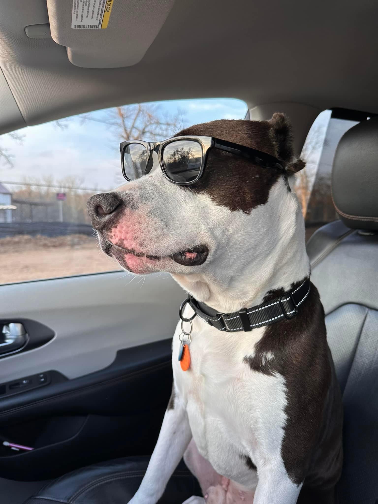 Arlo, a Adoptable mixed breed in Edmond, OK image 4/8