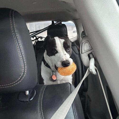 Arlo, Adoptable, Adult Male Pit Bull Terrier & Mixed Breed.