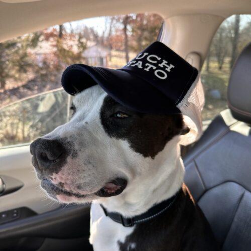 Arlo, a Adoptable mixed breed in Edmond, OK image 6/8