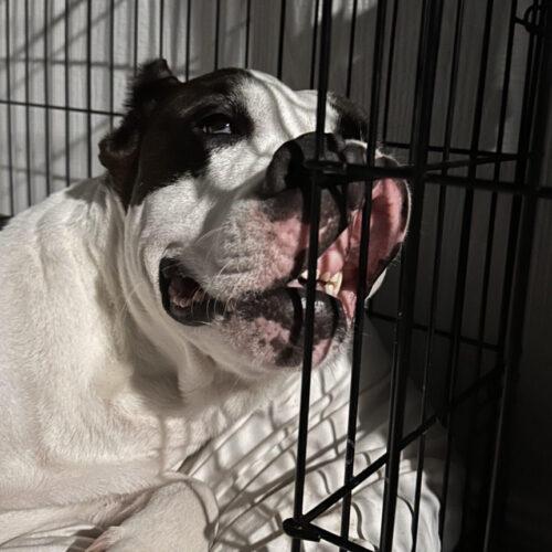 Arlo, a Adoptable mixed breed in Edmond, OK image 5/5