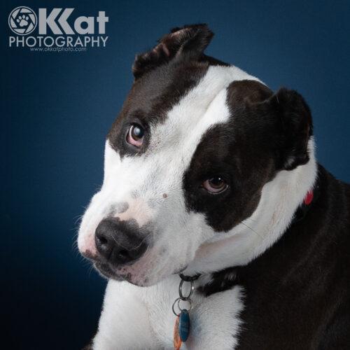 Arlo, a Adoptable mixed breed in Edmond, OK image 1/5