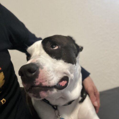 Enlarge Arlo, a Adoptable mixed breed in Edmond, OK image 7/8