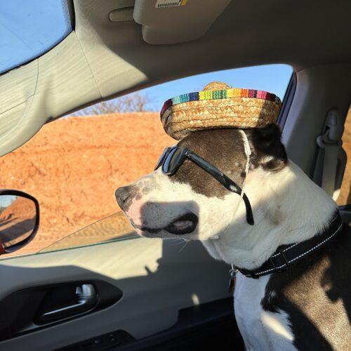 Enlarge Arlo, a Adoptable mixed breed in Edmond, OK image 8/8