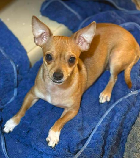 Cordelia, ADOPTABLE, Young Female Chihuahua.